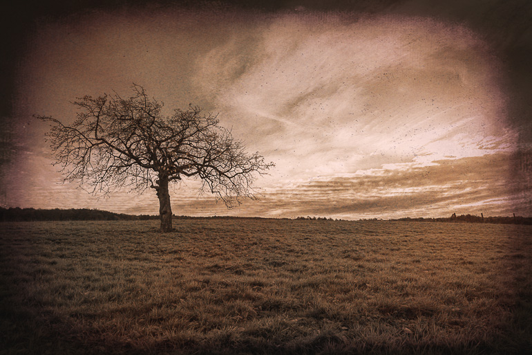 Baum Vintage Nachher