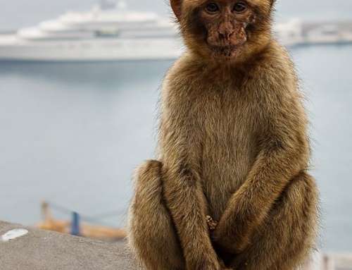 Affe von Gibraltar