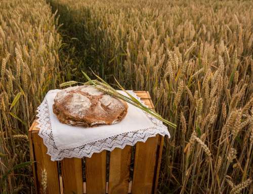 Brotlaib im Kornfeld