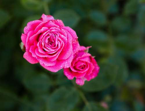 Rose mit Wassertropfen