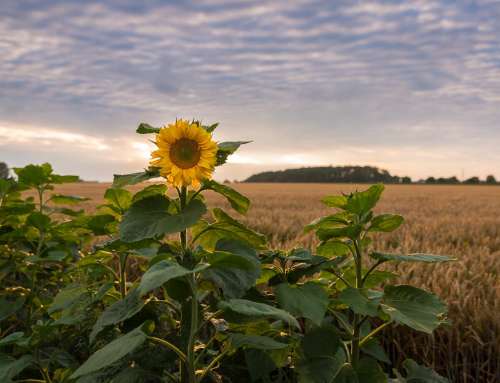 Sonnenblume im Kornfeld